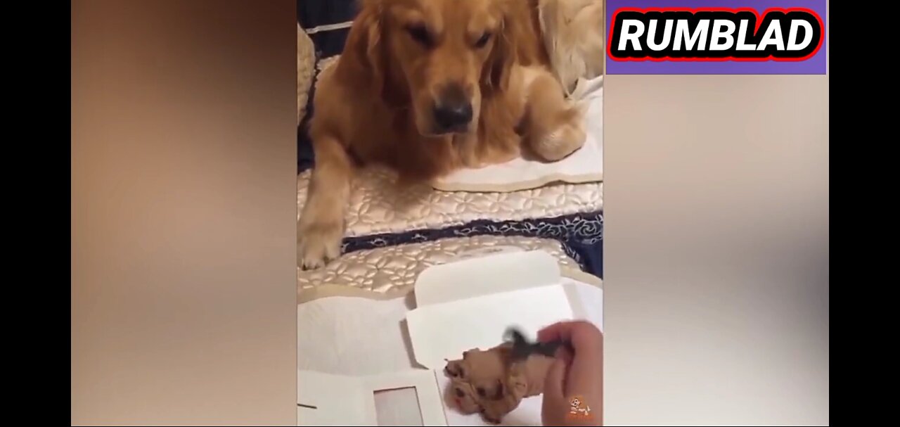 Try Not To Laugh When See Funny Pet Reaction to Cutting Cak part.2