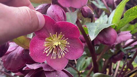 Hellebores in full bloom.