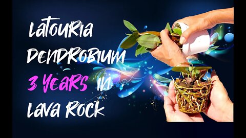 Dendrobium aberrans x polysema UPPOT | Lava Rock & Semi Hydroponics | 3 years culture