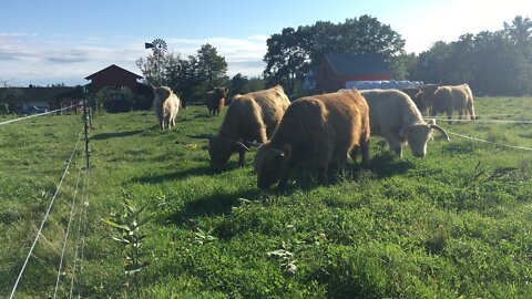 Rotational Grazing: mowing fields, fertilizing, spreading nitrogen, and so peaceful.