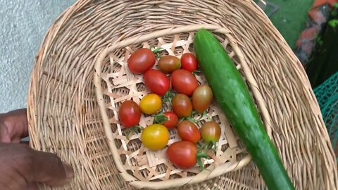 Taking advantage of a lull in the rainy season to tend the garden.