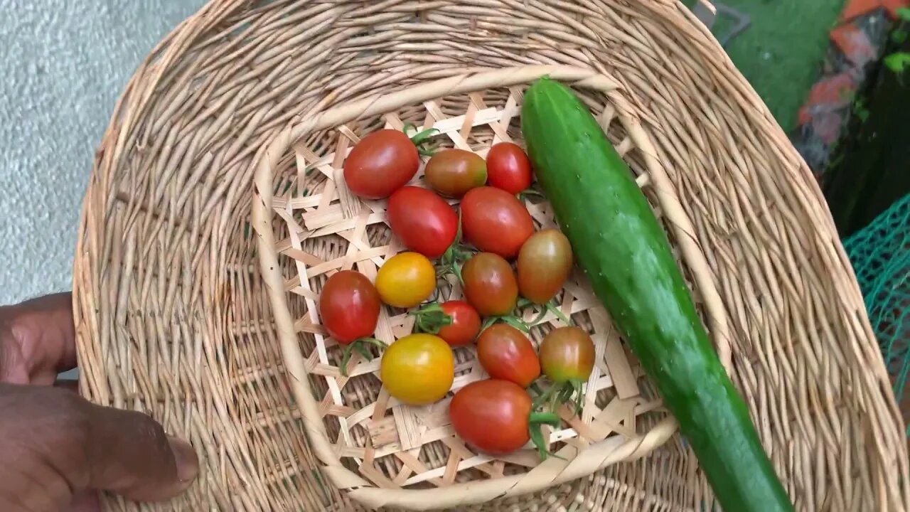 Taking advantage of a lull in the rainy season to tend the garden.