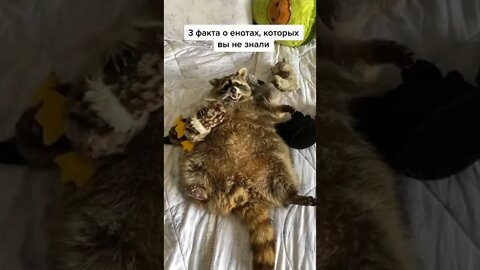 #shorts Смешные Еноты Из Тик Ток 62 Funny Tik Tok Raccoons