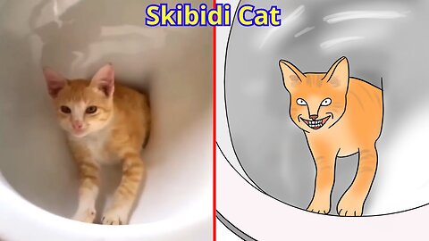 Funny cat videos - complication funny animals