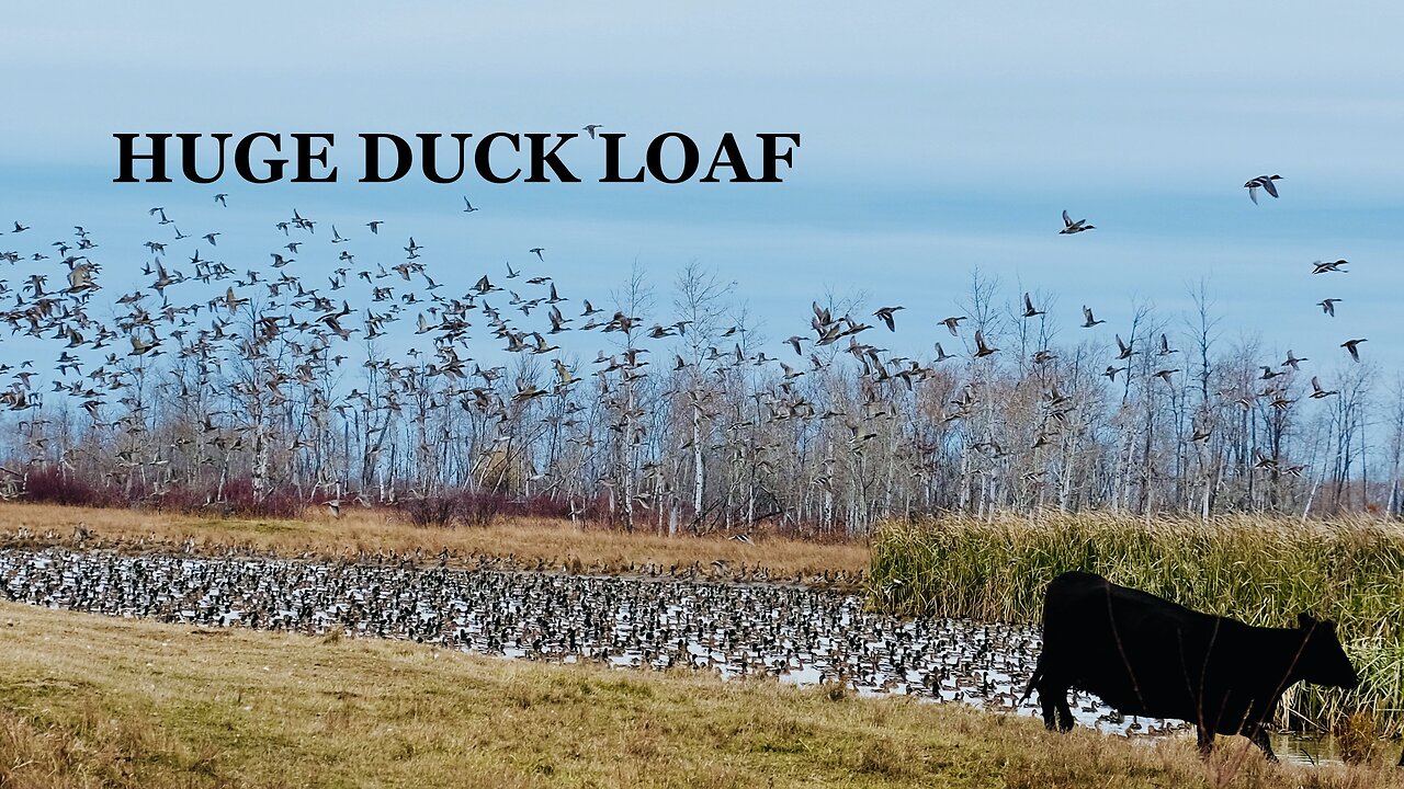 STACKED Duck Loaf Hunt in Western Manitoba (Day 1); Thousands of Ducks!