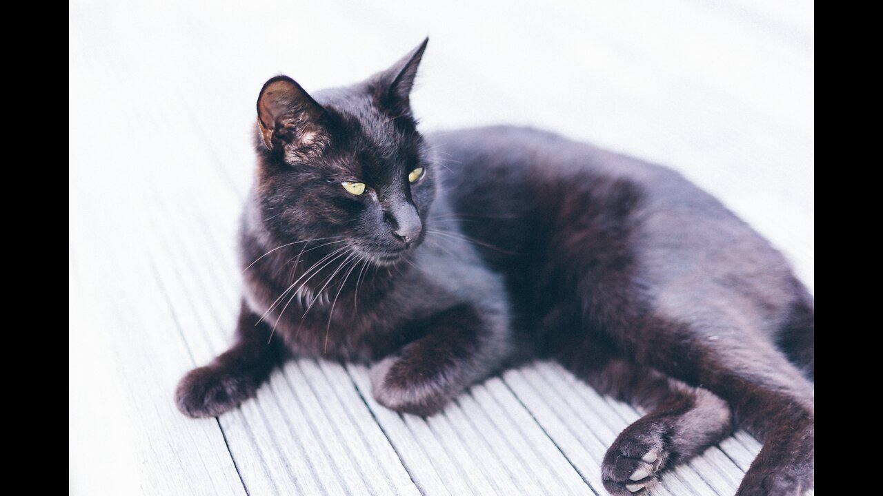 ✪ Don't try to stop laughing 🤣 Funniest Cats