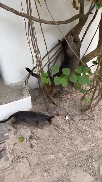 Baby kitten copies her daddy