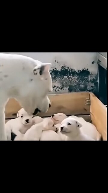 Mams dog desciplines her puppies:a lesson in canine parenting
