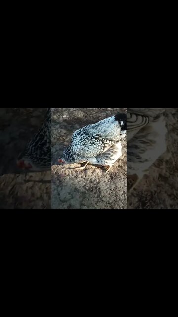 Good morning Rhiannon