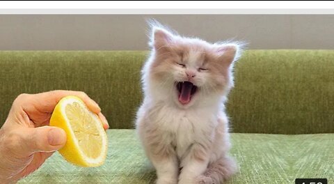 Cute and Funny Cat Videos Compilati