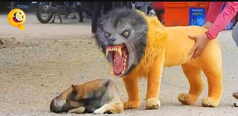 Troll Prank Dog Funny & fake Lion and Fake Tiger Prank To dog & Huge Box Prank to dog