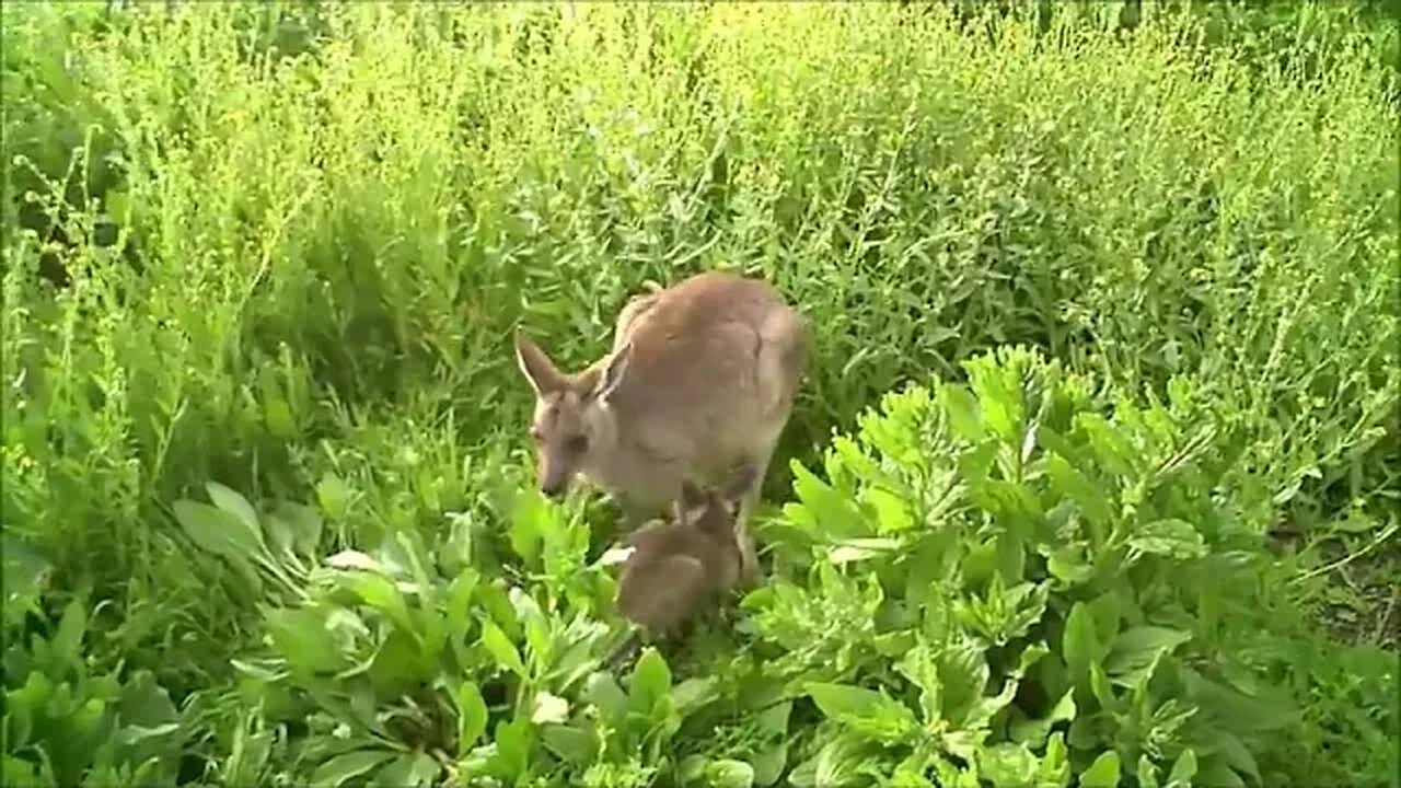 🦘 Playful Baby Kangaroos - Pure Cuteness Overload! 🍼