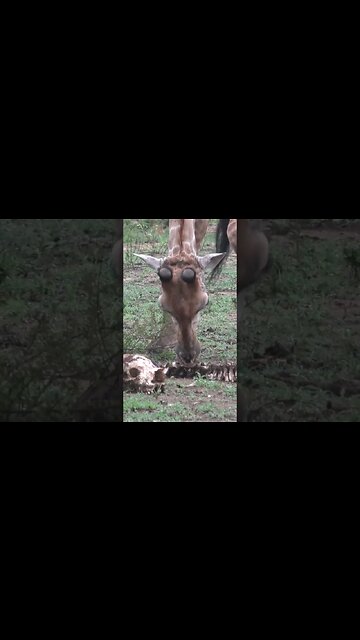 Carnivorous Giraffe? shorts | #shortsafrica