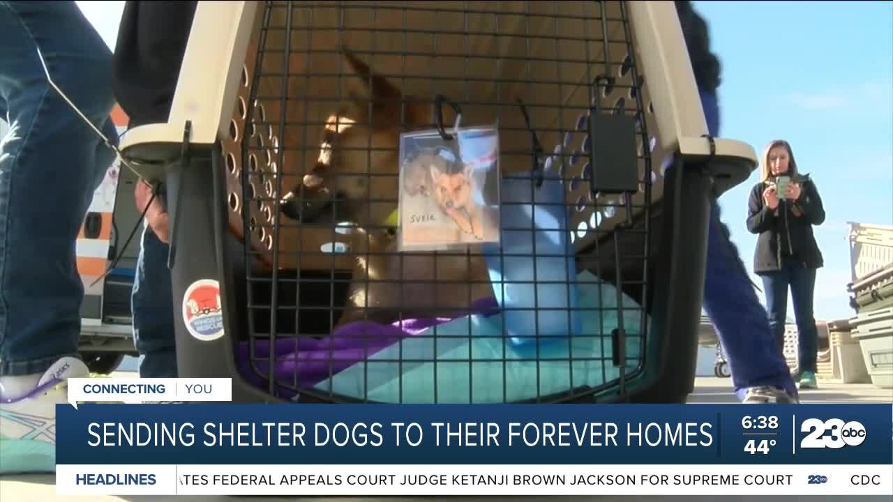 Flying shelter pets abroad to help them find forever homes