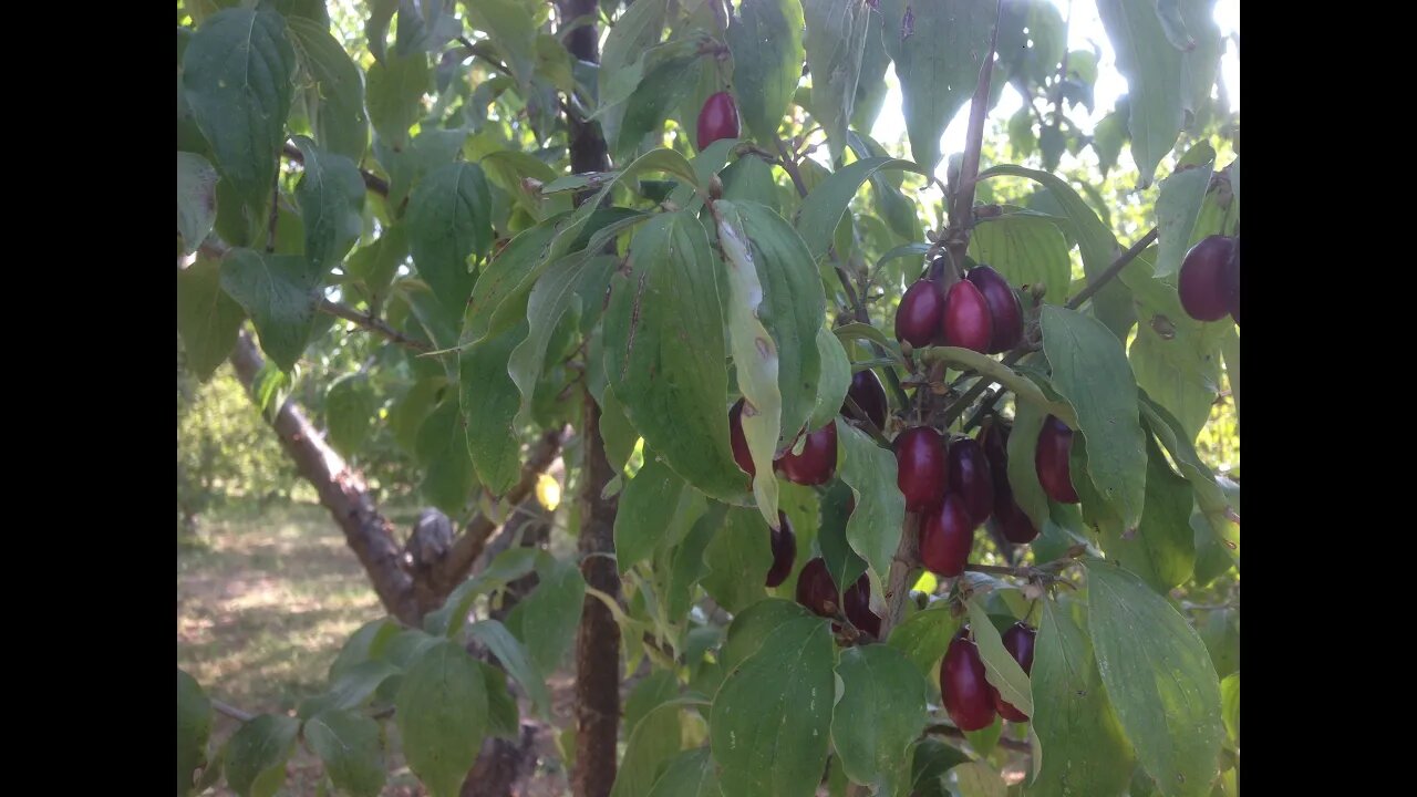 Αυγουστιάτικο μπόλιασμα κρανιάς με κοιμώμενο οφθαλμό - Αποτελέσματα μετά από 2 χρόνια.(p1)