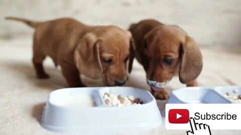 Crusoe the dachshund puppies| Funny cute pets lovers