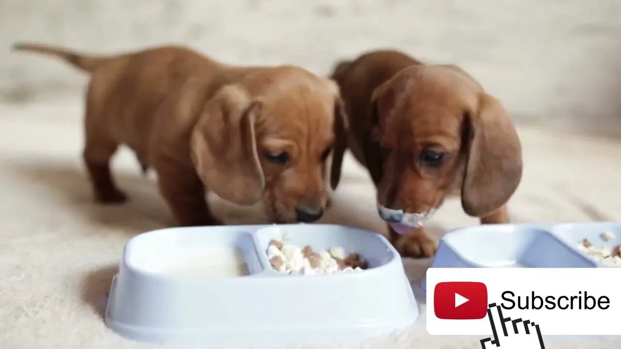 Crusoe the dachshund puppies| Funny cute pets lovers