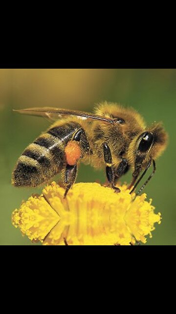 Harvesting Honey From Honeycomb !!! Honey Chicken Recipe – Honey Harvest from Giant Honeybees
