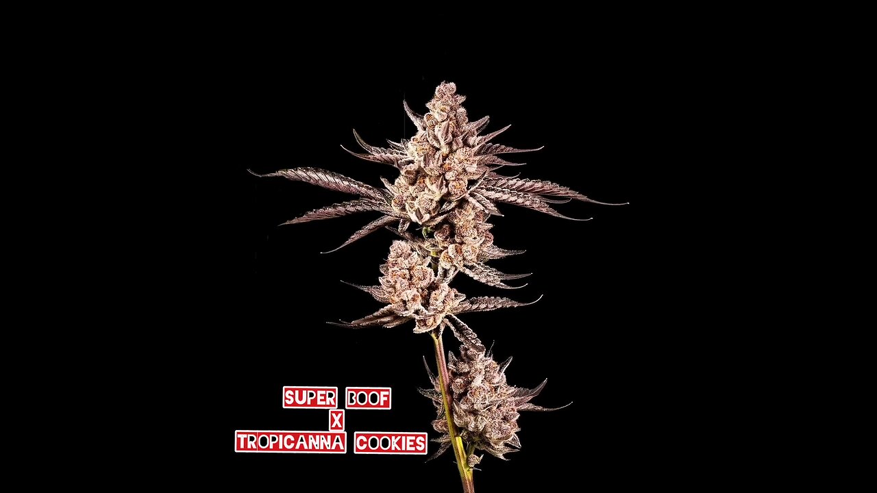 Super Buff Cherry #26 Breeder's Cut Grow More Fire Genetics
