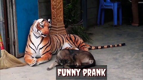 Best funny dog pranks