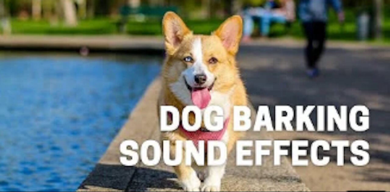 Dog Barking Sound Effects . high quality