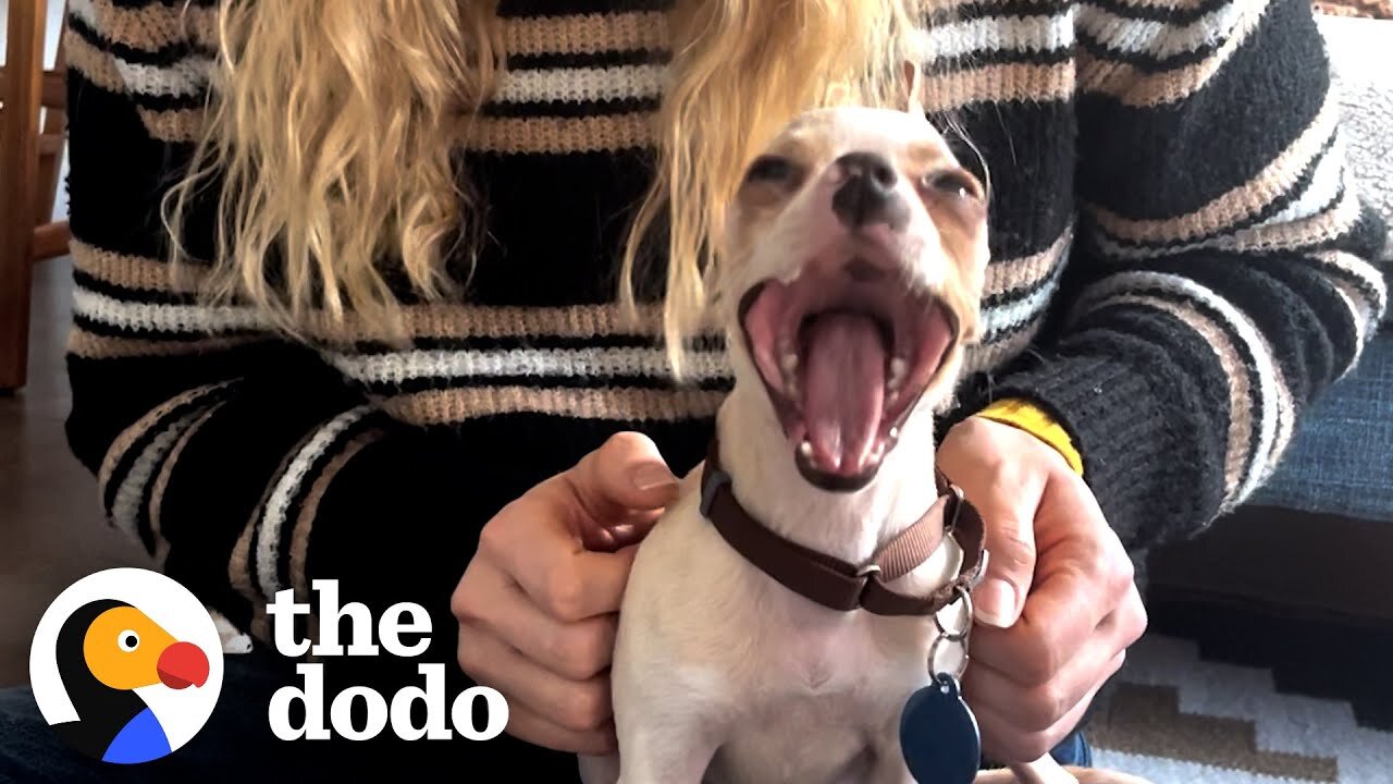 Meet The World's Smallest Pit Bull