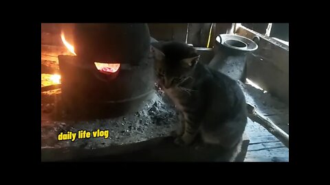 Cats often sleep in the oven
