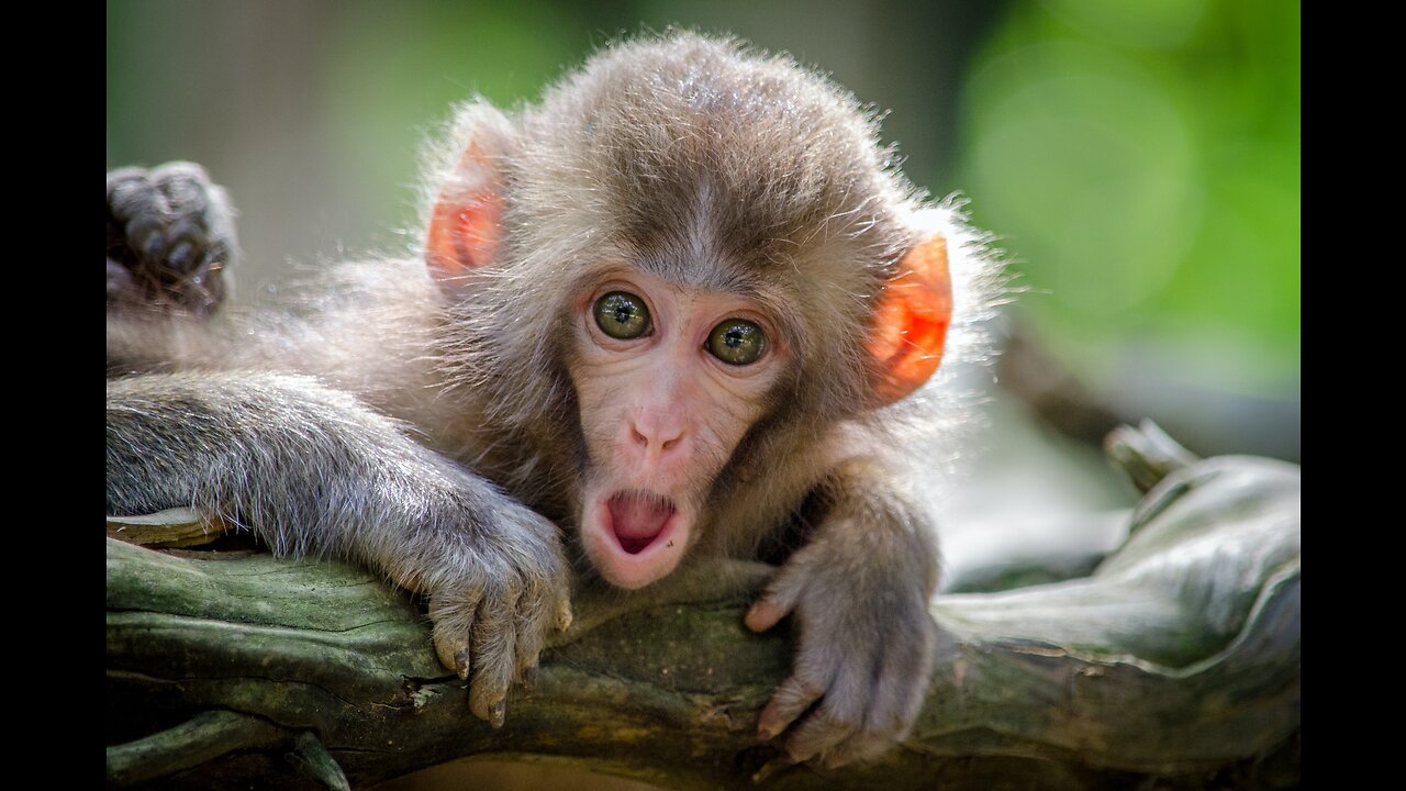 Funny Animals