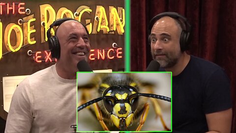 Joe Rogan & Kurt Metzger - Wasps