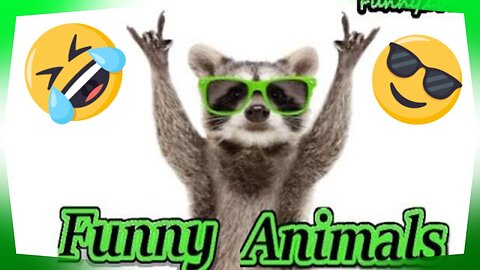 funny animals life try not to laugh