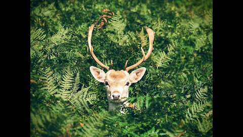 Deer Wapiti Female Fog Wild Animal