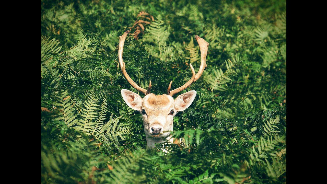 Deer Wapiti Female Fog Wild Animal