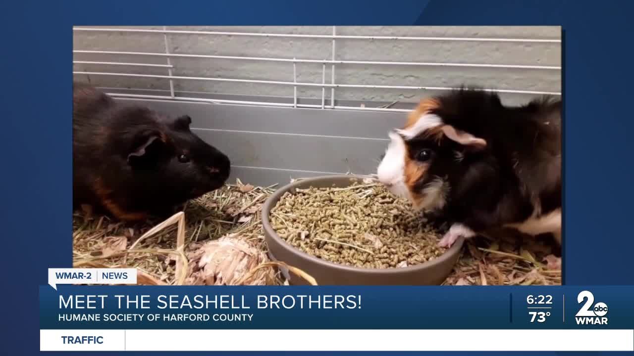 Meet the Seashell Brothers!