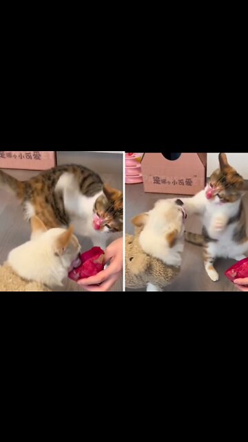 Kitty Cat and puppy battle over food