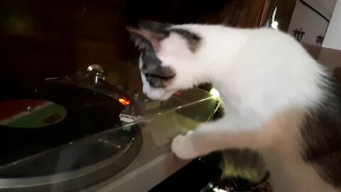 When my cats were tiny kitties curious about my turntable and Genesis