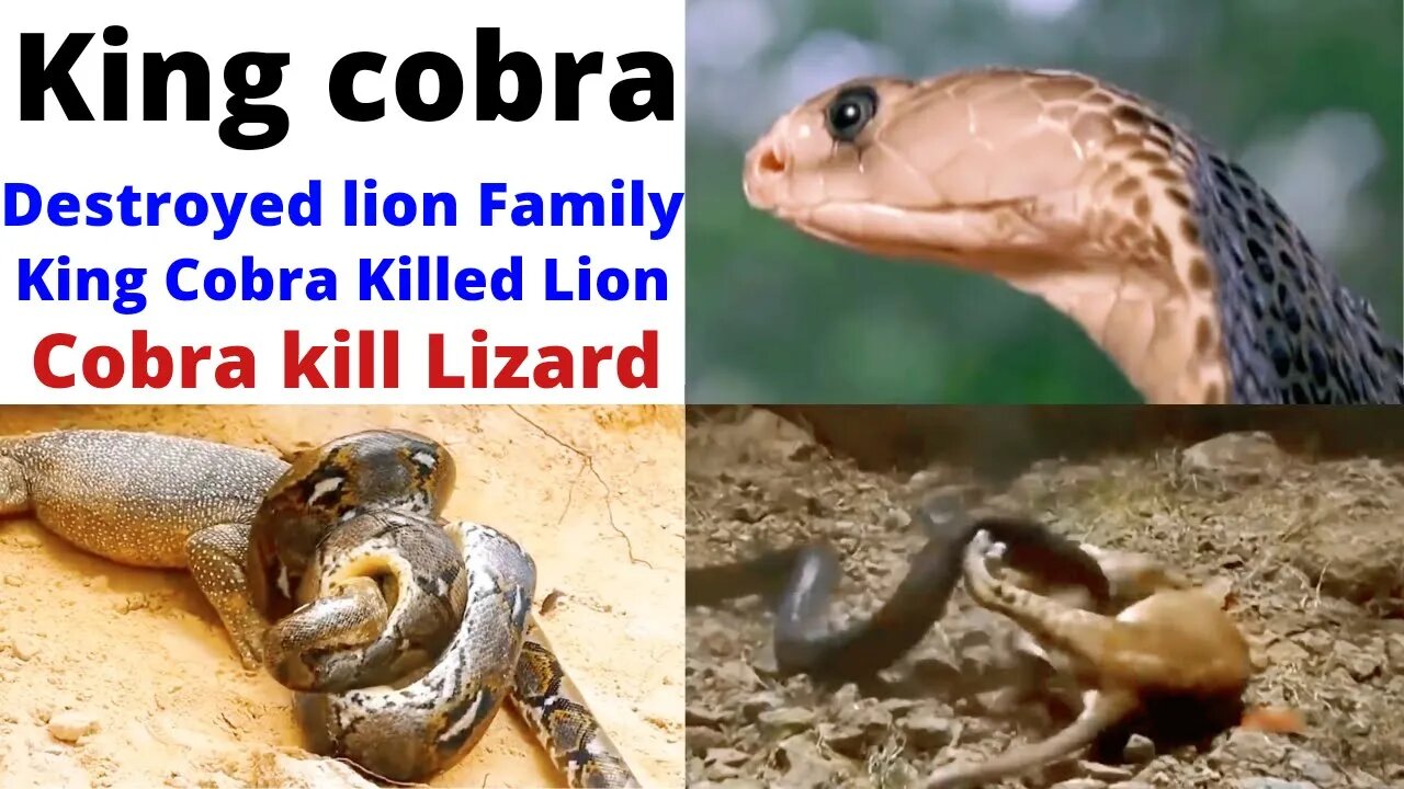 So Pitiful! Lion Whole Family Death Painfully Suddenly Attacked By Cobra With Powerful Venom Bite