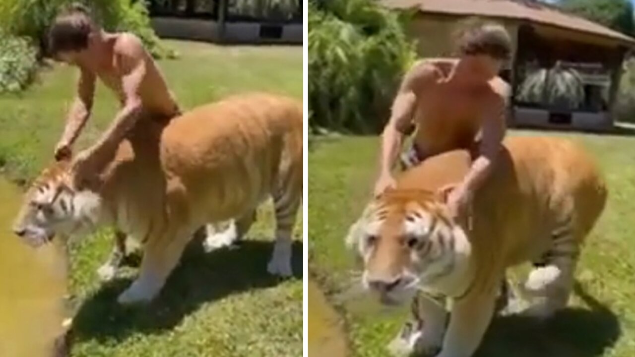 Liger shakes its leg as owner rubs its ears