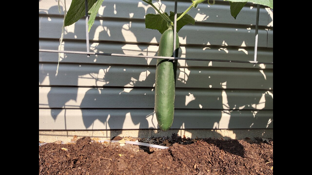 Hossinator Cucumbers Still Producing 7/11/24