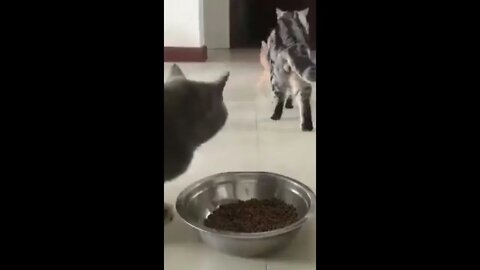 Excited for Food!