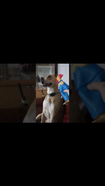 Bock Bock Chicken Game with Dog Gracie Mae. Get the Chicken!!