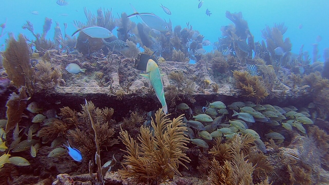 The Wreck of the Tonawanda