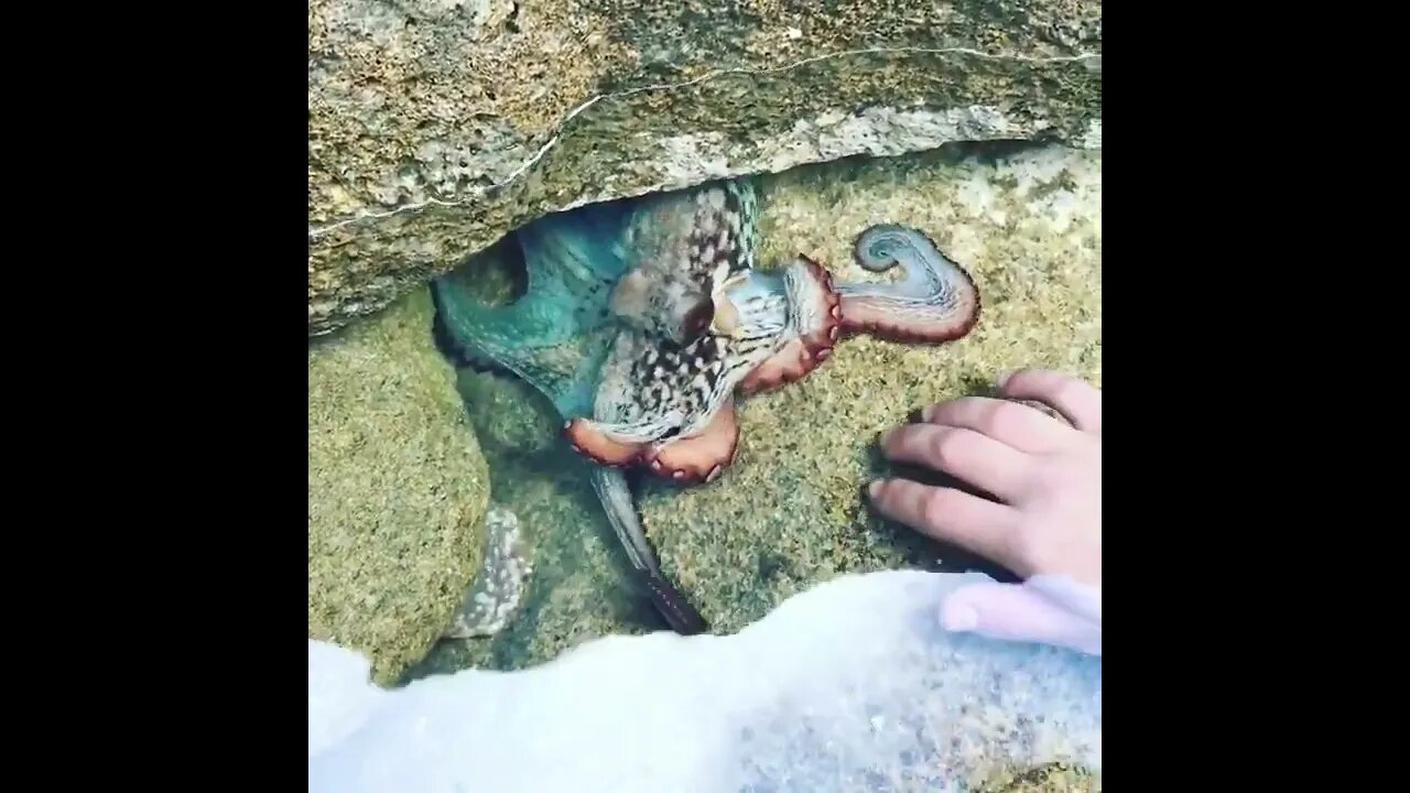 I always had a dream of interacting with an Octopus