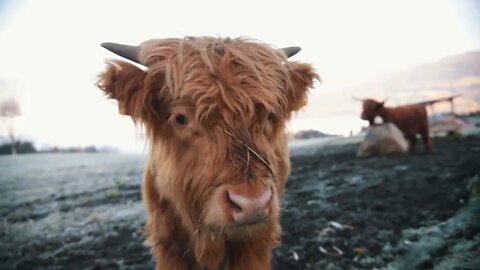 Dolomites. Fluffy bison comes closer to the camera