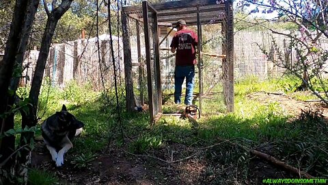 Temporarily building Guinea cage