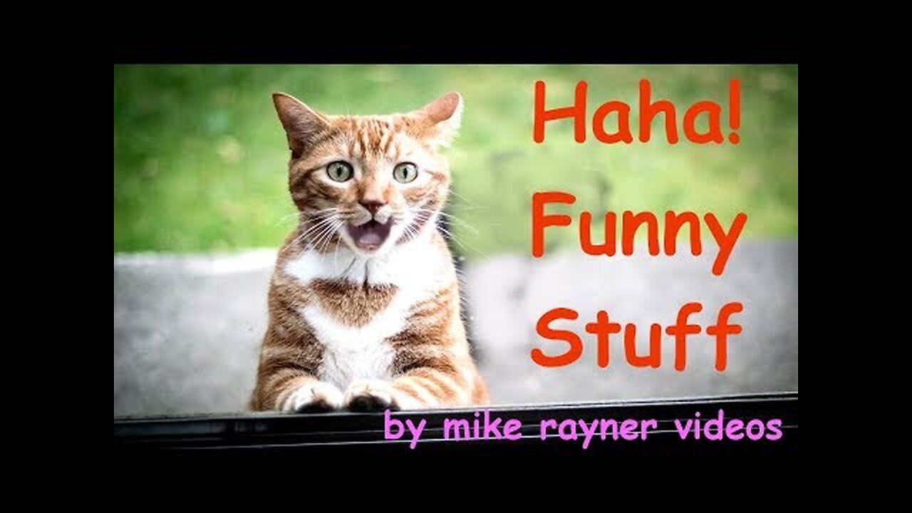 Amazing Funny Animals! make you Laugh Pets Cats Dogs! Happy People Do Funny Stuff!