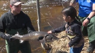 DNR, Menominee Nation return nearly 100 sturgeon to Wolf River ahead of Feast Pow Wow