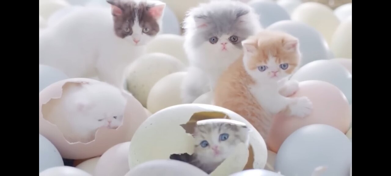 Cute cat video ♥️♥️