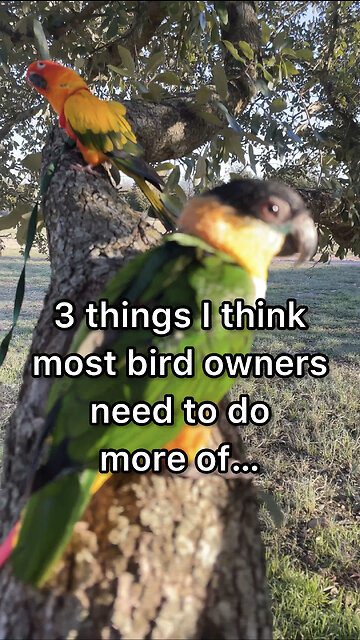 3 Things Bird Owners Need to Do More Of!