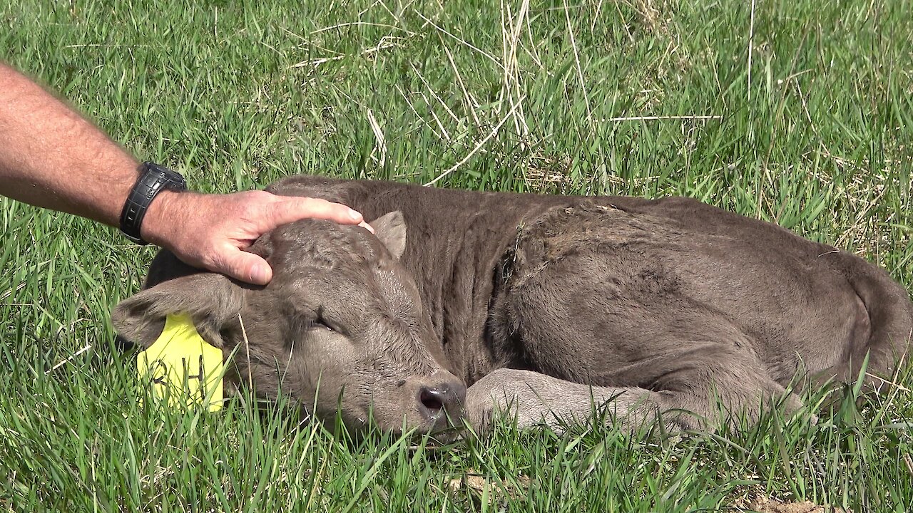 Sleepy newborn baby calf enjoys getting petted in the sunshine