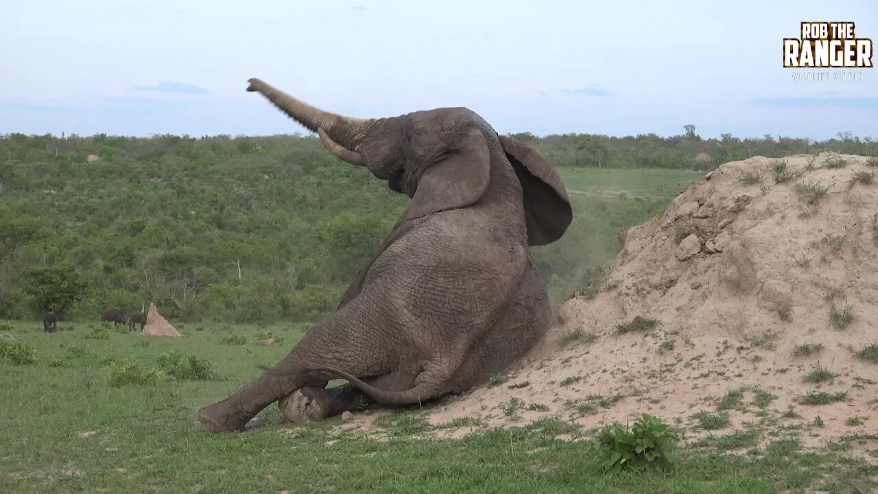 Very Itchy Elephant Bull Rubs Up Against A Termitarium